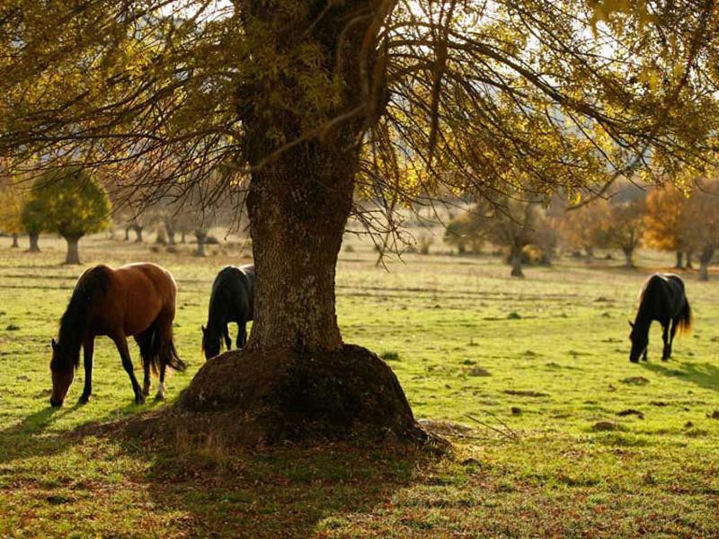 Villabamba Valdeavellano de Tera Bagian luar foto